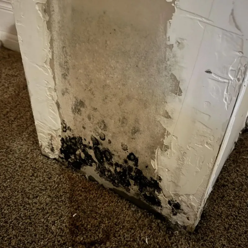 Professional Mold Removal in Anna, TX